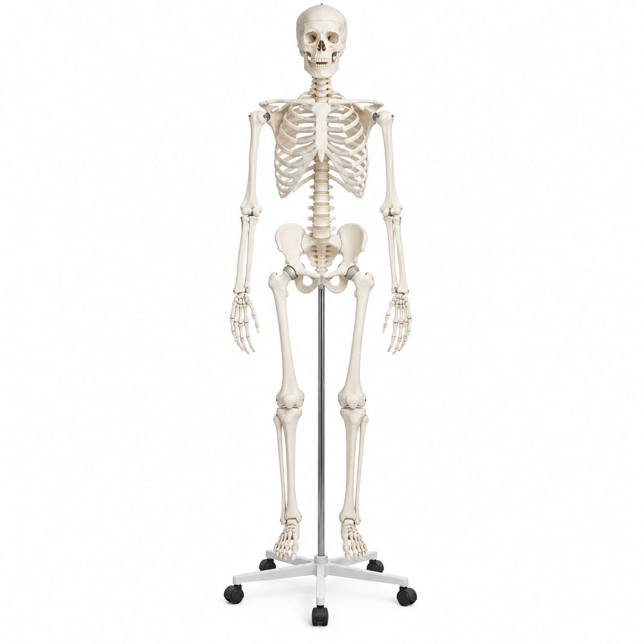 Squelette humain anatomique en PVC 180 cm – MLX-101
